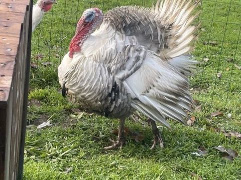 Dindons 30 29170 Fouesnant