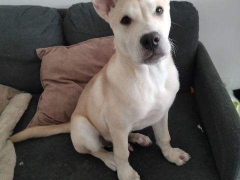 Bonjour, je donne mon chien Oslo 0 91100 Corbeil-essonnes