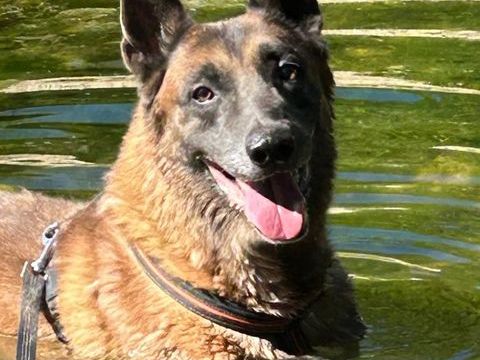 ATLAS, malinois 10 ans 0 74000 Annecy