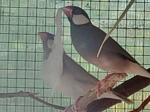 Couple de paddas 25 49600 Le fief-sauvin
