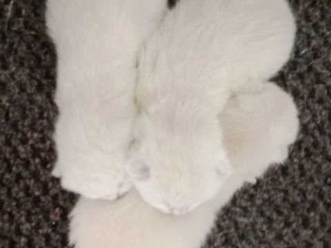 British Shorthair 0 74240 Gaillard