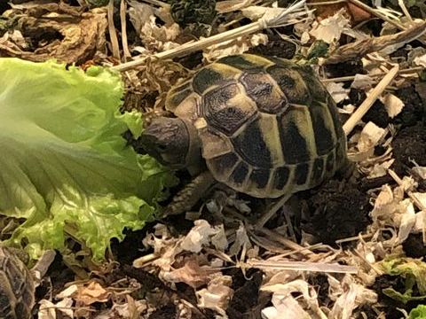 Tortue 40 83100 Toulon
