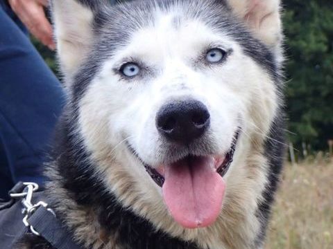 Kira2, typée husky, à l'adoption 300 61000 Alenon