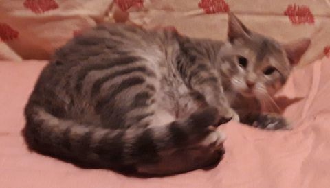 Théodore, chaton boule d'amour cherche foyer plein d'amour 200 84190 Vacqueyras