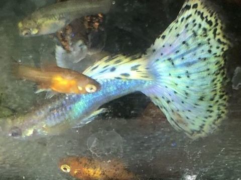 Tr&egrave;s beaux guppys platys ancistrus plantes etc 1 57360 Amn�ville