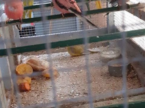 OISEAUX DE CAGES ET DE VOLIÈRES 40 22400 Lamballe