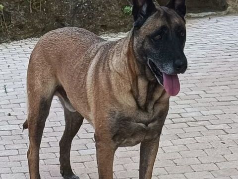 Donne Berger Malinois m&acirc;le 7 ans - Gers 0 32000 Auch