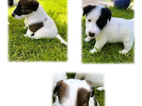A r&eacute;server fox terriers &agrave; poil lisse, 1000 17690 Angoulins