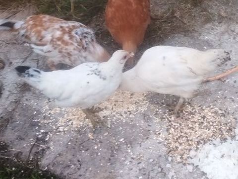 de poules et coq nain 10 91580 Auvers-saint-georges