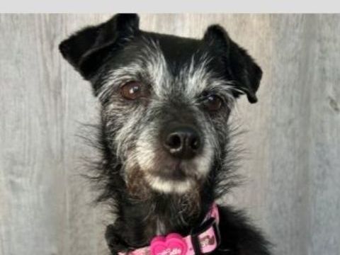 DARLING 320 01710 Thoiry