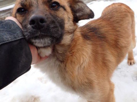 Sangria &agrave; l'adoption 320 54000 Nancy
