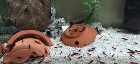 crevettes pour aquarium
2 59600 Maubeuge