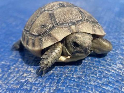B&eacute;b&eacute;+tortue+Testudo+graeca+ibera+ 50 66000 Perpignan
