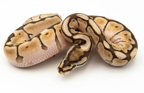 Donne Python Regius Mâle Butter Bee 0 87350 Panazol