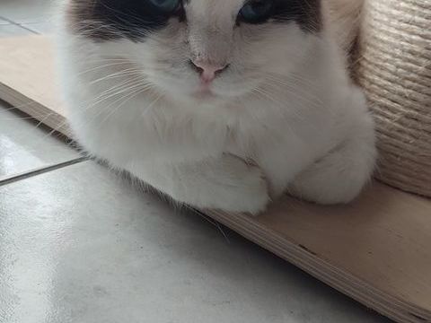 Saillie Ragdoll 350 85150 Sainte-foy