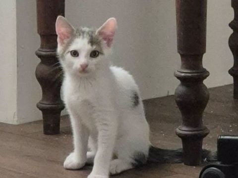 BASTET 180 27400 Amfreville-sur-iton