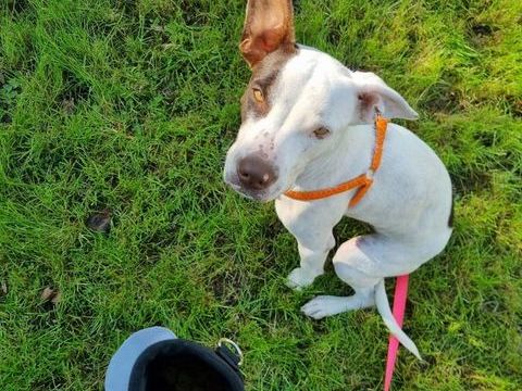 Neo, M&acirc;le, X Berger, n&eacute; le 01/01/2025 🐶 380 51000 Ch�lons-en-champagne