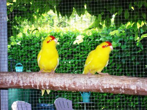 perruche kakariki 40 02100 Saint-quentin