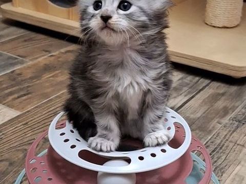 Chaton Maine coon Loof 1350 77130 Cannes-cluse