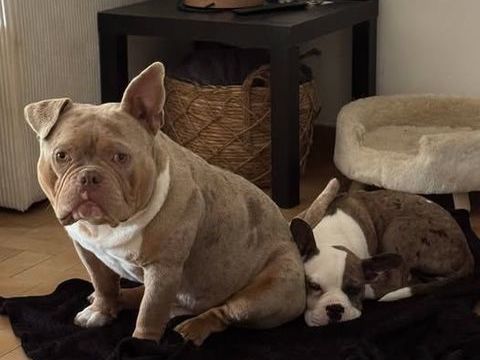 Chien ARES &agrave; l adoption 250 84600 Valr�as