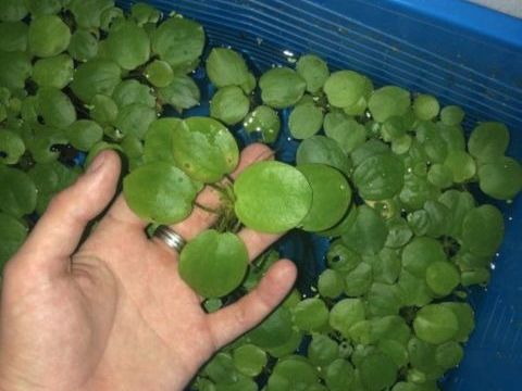 Plante de surface d'aquarium limnobium laevigatum 5 37270 Ath�e-sur-cher