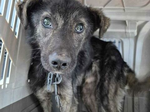 Hadès à l'adoption, en urgence 200 88000 Chantraine