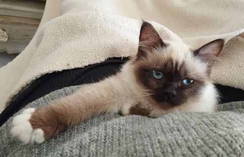 Sacr&eacute; de Birmanie loof 950 56140 Tr�al