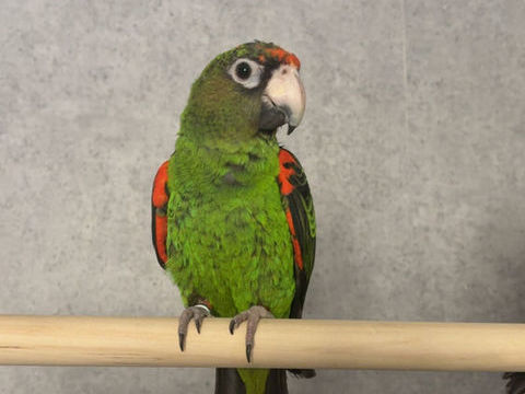 Couples de perroquets  1300 18200 Saint-amand-montrond