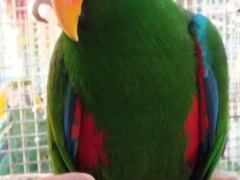 ECLECTUS. EAM 750 29430 Plouescat