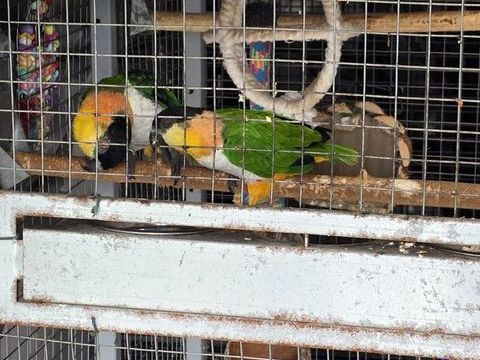 couple caique tete noire 2025 650 65390 Aurensan