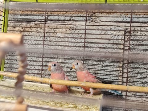 Bourke 60 83340 Le luc