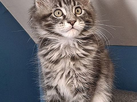 TRES  BELLE CHATONNE MAINE COON BLEU DISPONIBLE POUR NOEL 1000 76410 Sotteville-sous-le-val