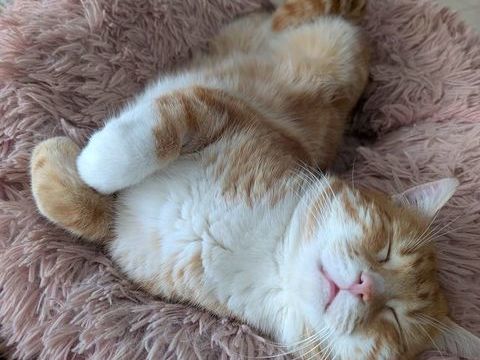 Garfield 190 44000 Nantes