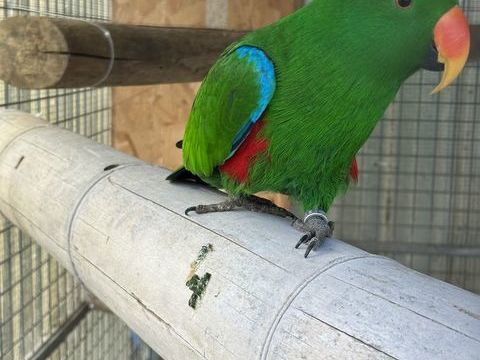 trio eclectus 2700 31380 Montastruc-la-conseill�re