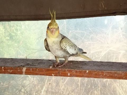 Callopsites 30 35520 Montreuil-le-gast