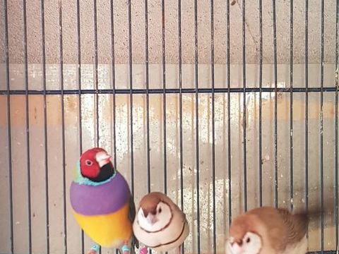 Diamant de bichenov 30 86000 Poitiers