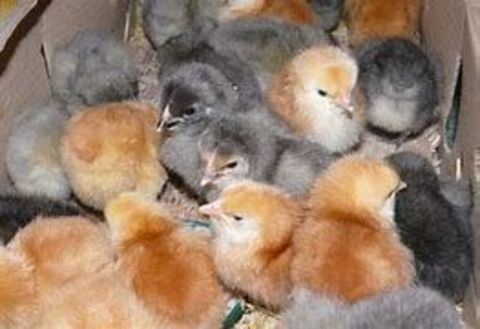 Poussin pondeuse,pintadeau,caneton barbarie, coureur indien. 5 77540 Courpalay