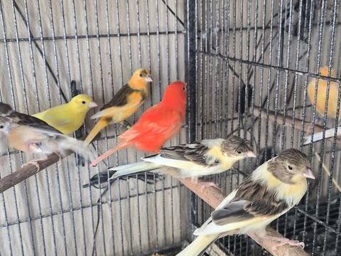 Canaris m&acirc;le et femelle  0 86430 Luchapt