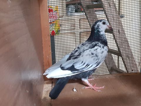 JEUNES PIGEONS TYPE VOYAGEUR  DE RACE PI&Eacute;TRAIN 15 33130 Bègles