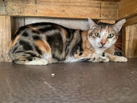 Arthemis 200 26700 Pierrelatte