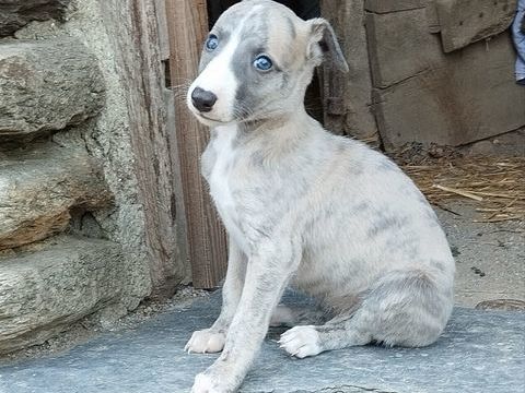  Chiots Whippet &agrave; r&eacute;server 1200 56140 Tr�al