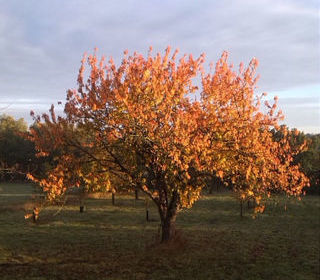  Maison � vendre 5 pi�ces 250 m�