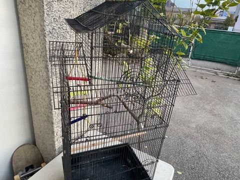 Cage à oiseaux 40 68700 Aspach-le-haut