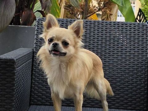 Mâle chihuahua poils longs 800 65300 Lannemezan