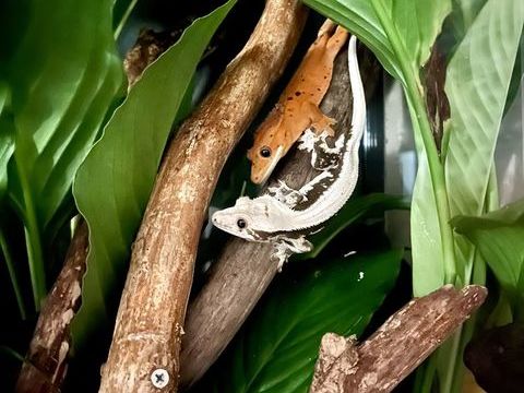 Gecko a cr&ecirc;te et cloporte disponible 0 81000 Albi