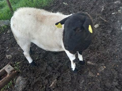 Mouton dorper lpour reproduction bonne origine 400 49110 Montrevault