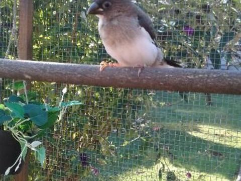 Moineaux du japon 15 71210 Saint-laurent-d'andenay