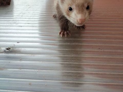Furet 30 03110 Saint-didier-la-for�t
