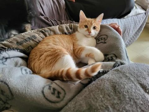 Chat MAX &agrave; l adoption 110 26130 Saint-paul-trois-ch�teaux