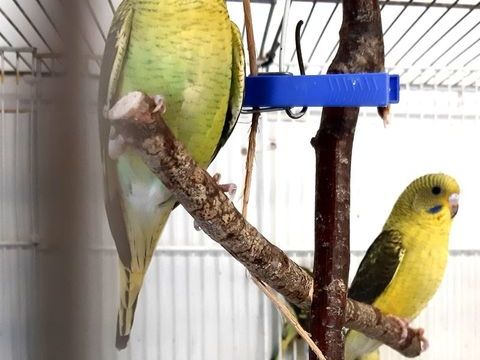 perruche 50 77440 Lizy-sur-ourcq